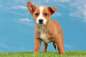 Podengo: Dog - Portuguese Podengo