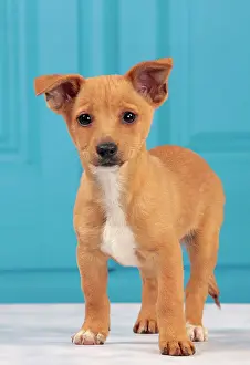 Podengo: Dog - Portuguese Podengo