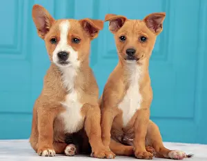 Podengo: Dog - Portuguese Podengo