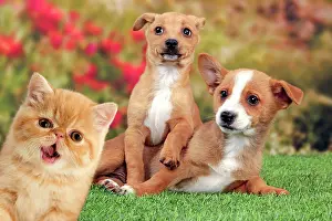 Shock: Dog - Portuguese Podengo puppies