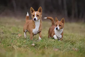 Podengo: Dog Portuguese Podengo small