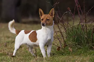 Podengo: Dog Portuguese Podengo small