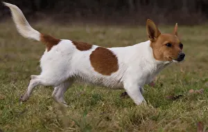 Podengo: Dog Portuguese Podengo small