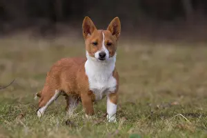 Podengo: Dog Portuguese Podengo small