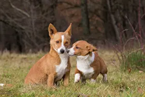 Podengo: Dog Portuguese Podengo small