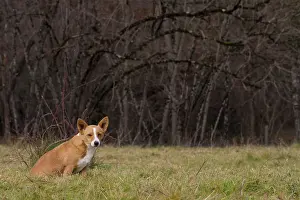 Podengo: Dog Portuguese Podengo small