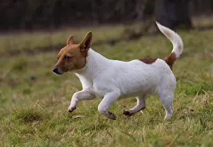 Podengo: Dog Portuguese Podengo small
