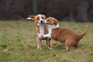 Podengo: Dog Portuguese Podengo small playing