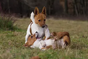 Podengo: Dog Portuguese Podengo small playing