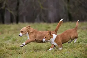Podengo: Dog Portuguese Podengo small running