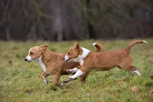 Podengo: Dog Portuguese Podengo small running