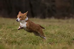 Podengo: Dog Portuguese Podengo small running