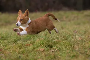 Podengo: Dog Portuguese Podengo small running