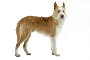 Warren: Dog - Portuguese Podengo in studio