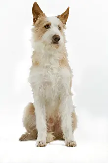 Warren: Dog - Portuguese Podengo in studio