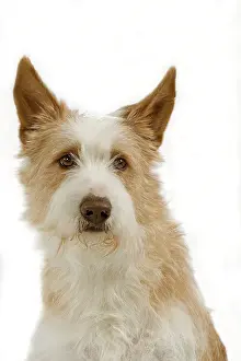 Warren: Dog - Portuguese Podengo in studio