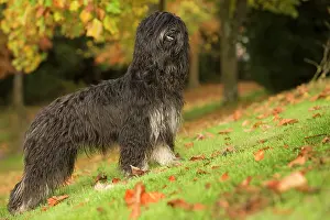 Scruffy: Dog - Portuguese Sheepdog. Also known as: Cao da