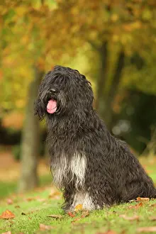 Scruffy: Dog - Portuguese Sheepdog. Also known as: Cao da