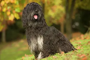 Scruffy: Dog - Portuguese Sheepdog. Also known as: Cao da