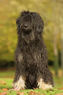 Scruffy: Dog - Portuguese Sheepdog. Also known as: Cao da