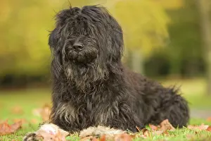 Serra: Dog - Portuguese Sheepdog. Also known as: Cao da