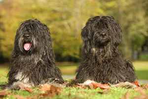 Scruffy: Dog - Portuguese Sheepdog. Also known as: Cao da