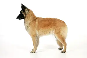 Interesting: DOG Posture. alert, looking at something interesting