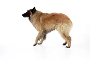 Fearful: DOG Posture. Fearful
