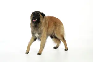Fearful: DOG Posture. Fearful
