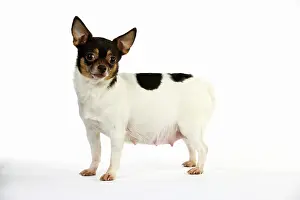 Pregnant: DOG. Pregnant chihuahua