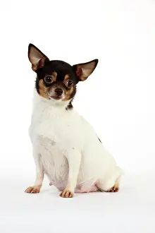 Pregnant: DOG. Pregnant chihuahua
