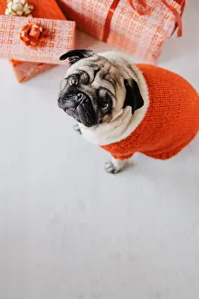 Boxes: dog present boxes