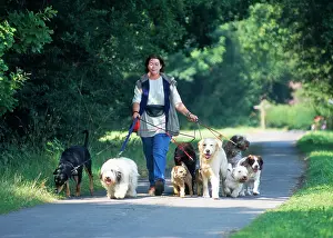 Professional: DOG - professional dog walker