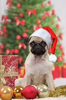 Dog Pug 3 month old puppy