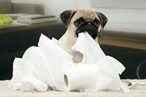 Naughty: Dog Pug 3 month old puppy