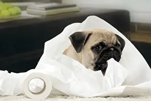 Naughty: Dog Pug 3 month old puppy
