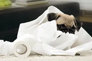 Naughty: Dog Pug 3 month old puppy