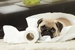 Naughty: Dog Pug 3 month old puppy