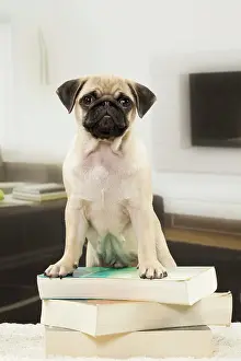 Books: Dog Pug