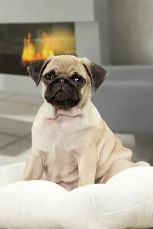 Fireside: Dog Pug