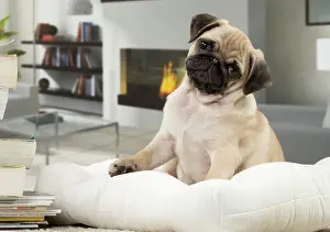 Cocked: Dog Pug