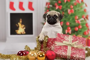 Baubles: Dog Pug