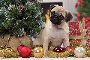 Baubles: Dog Pug