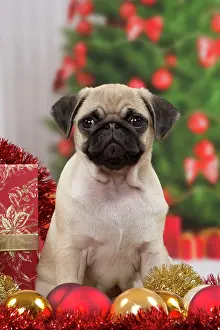 Baubles: Dog Pug