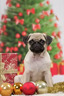 Baubles: Dog Pug