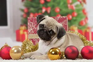Baubles: Dog Pug
