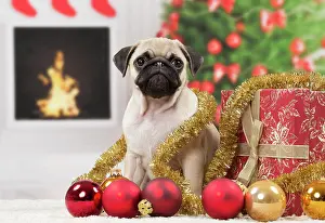 Baubles: Dog Pug