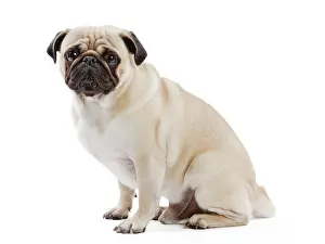 Mops: Dog Pug
