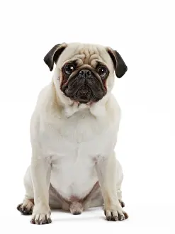 Mops: Dog Pug