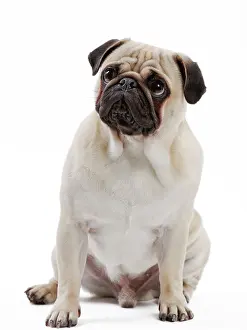 Mops: Dog Pug
